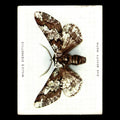 Oak Beauty Moth #38 1938 Wills Cigarettes Butterflies - Moths