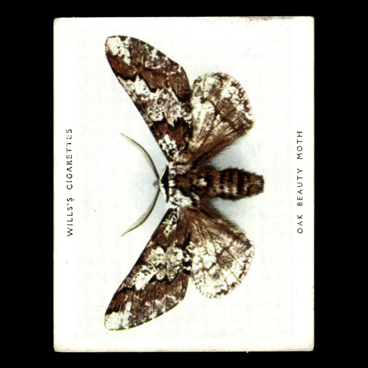 Oak Beauty Moth #38 1938 Wills Cigarettes Butterflies - Moths