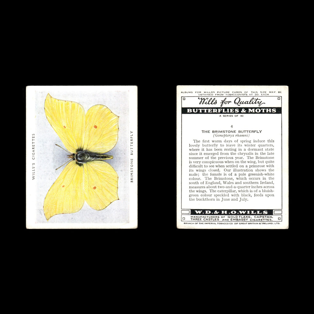 Brimstone Butterfly #4 1938 Wills Cigarettes Butterflies - Moths