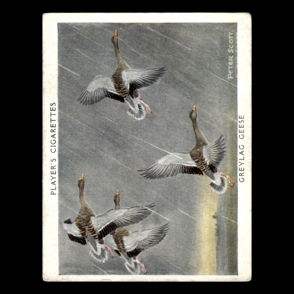 Greylag Goose #9 1937 Players Cigarettes Wildfowl Tobacco Card Baseball Card MLB