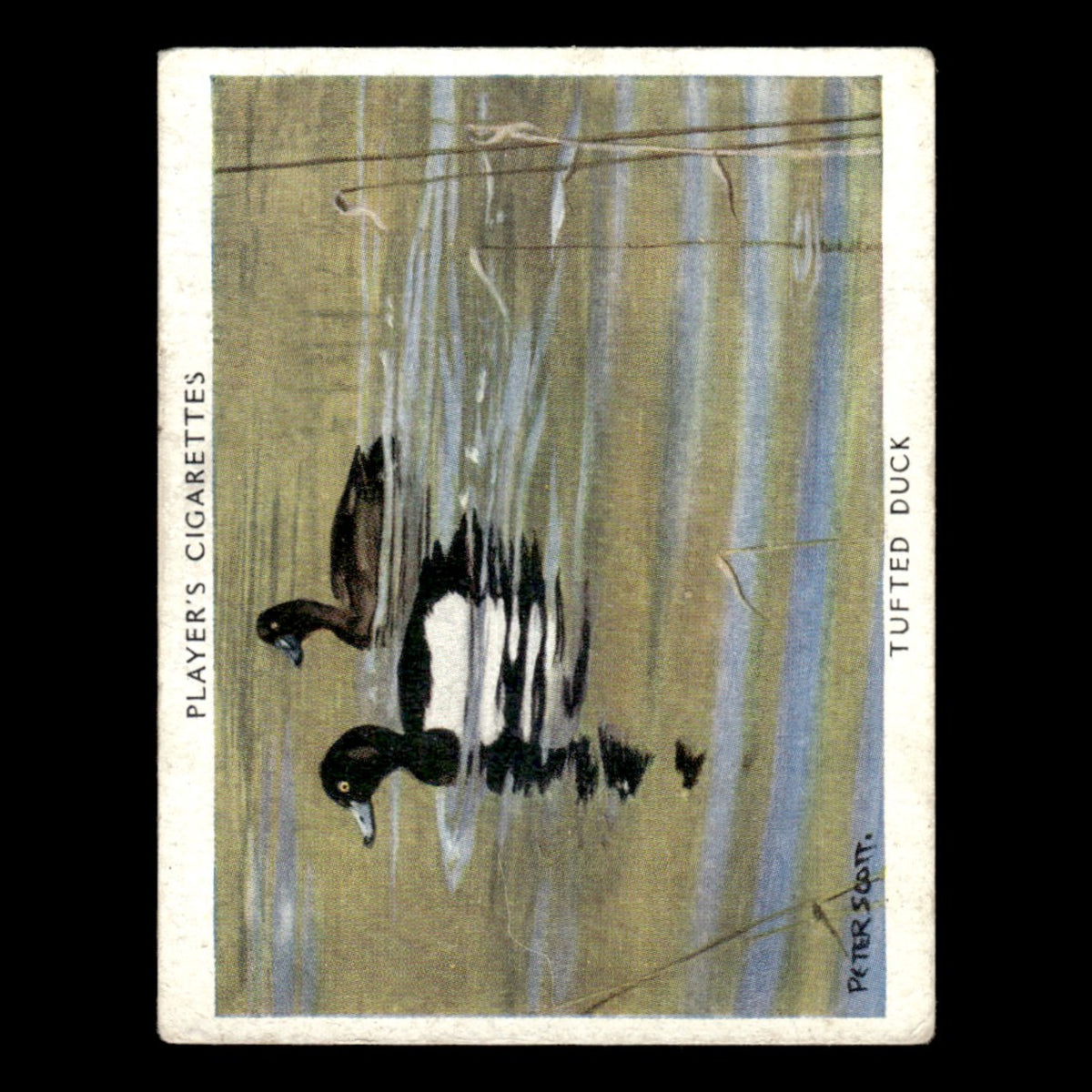 Tufted Duck #23 1937 Players Cigarettes Wildfowl Tobacco Card Baseball Card MLB