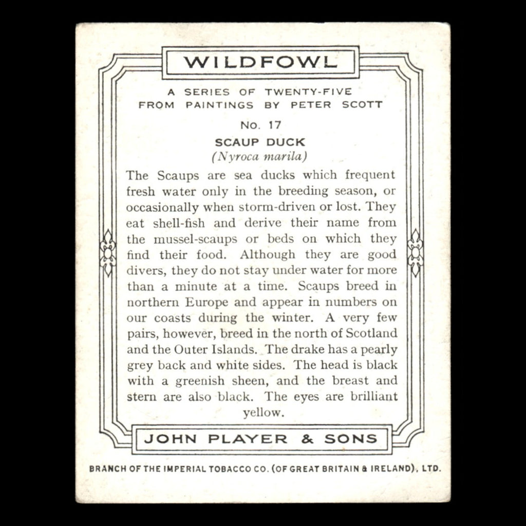 Scaup Duck #17 1937 Players Cigarettes Wildfowl Tobacco Card Baseball Card MLB