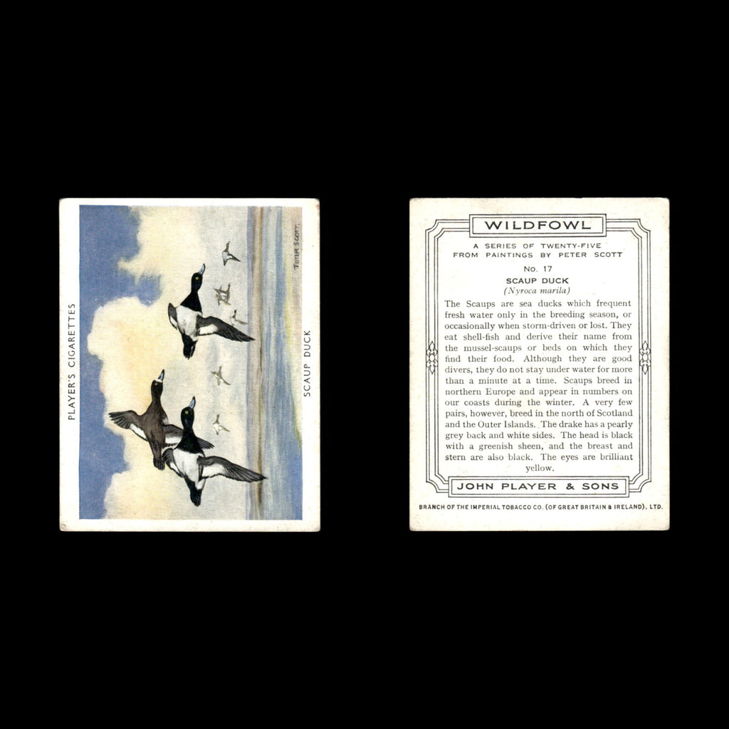 Scaup Duck #17 1937 Players Cigarettes Wildfowl Tobacco Card Baseball Card MLB